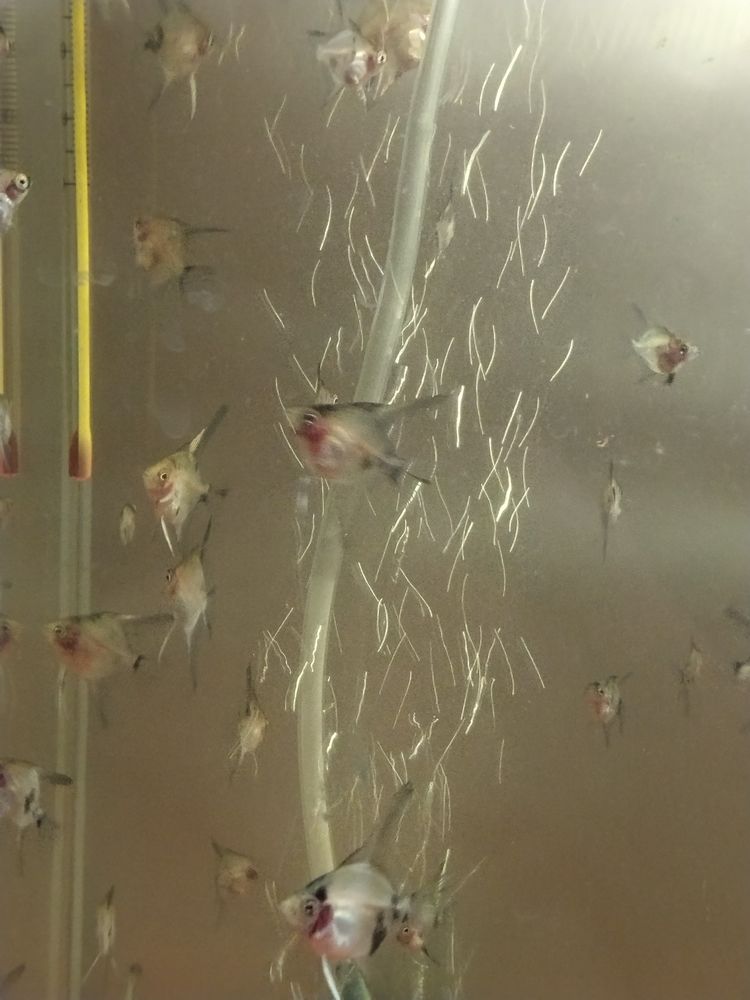 Jeunes+Scalaires 2 29800 Saint-urbain