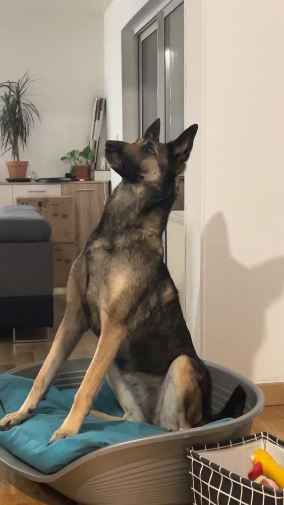 Malinoise 5 ans - Recherche famille s&eacute;rieuse et investie 0 91150 �tampes