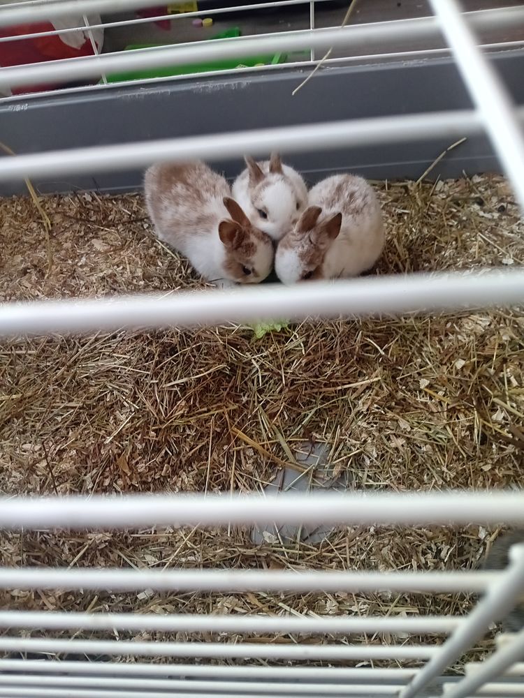 Lapin nain 10 02400 Ch�teau-thierry