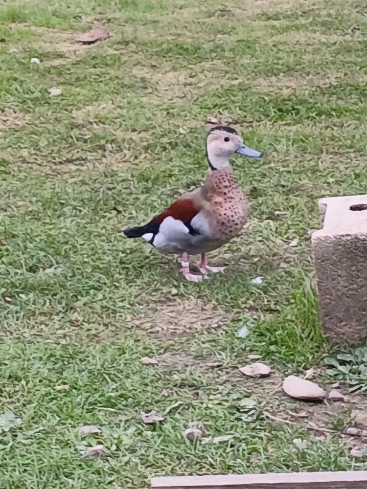 Cherche une sarcelle &agrave; collier femelle 0 31410 Longages