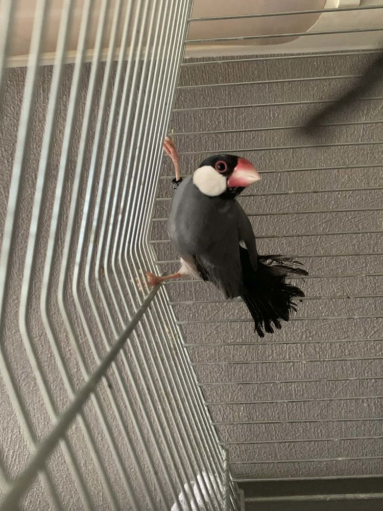 Padda 20 60700 Pont-sainte-maxence