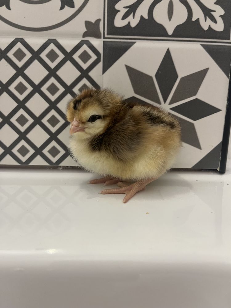 Poussin de race 7 80290 Poix-de-picardie