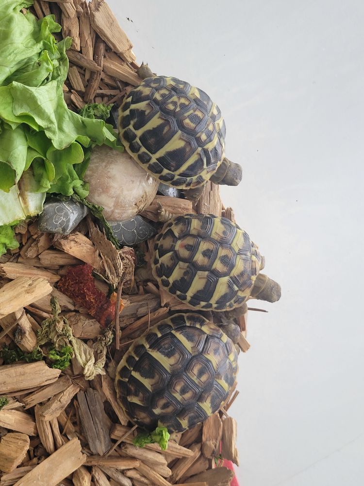 Magnifique Tortue HERMANN (n&eacute;e 08/2025) 60 34130 Mauguio-carnon-plage