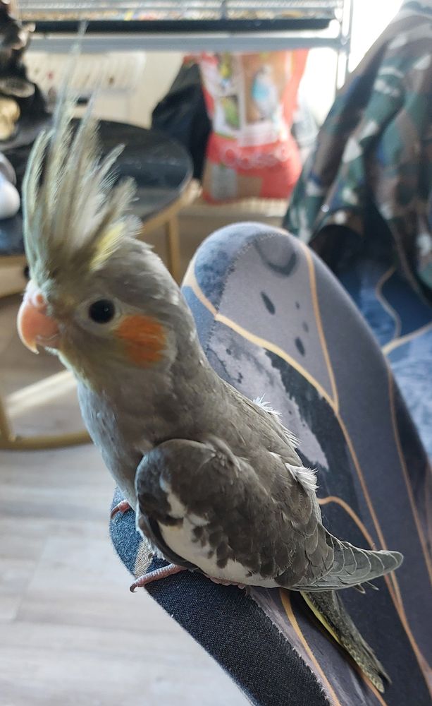 B&eacute;b&eacute; calopsite femelle 80 60660 Rousseloy