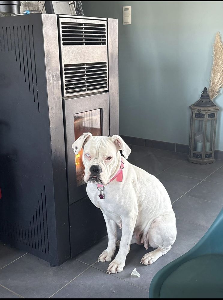 Chienne boxer 0 14170 Vendeuvre