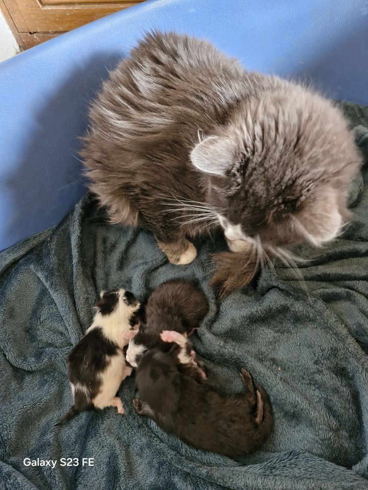 A donner dans 1 mois et demi 0 27110 Le neubourg