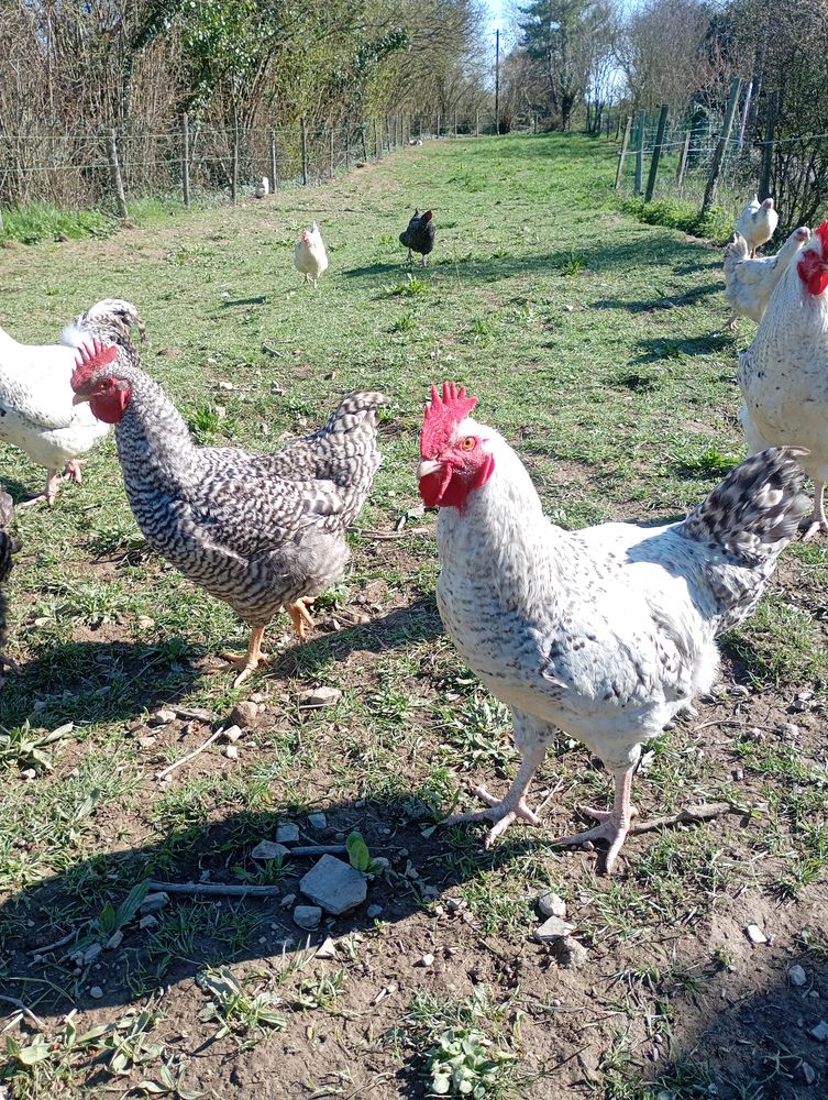 Plusieurs coqs 35 35135 Chantepie