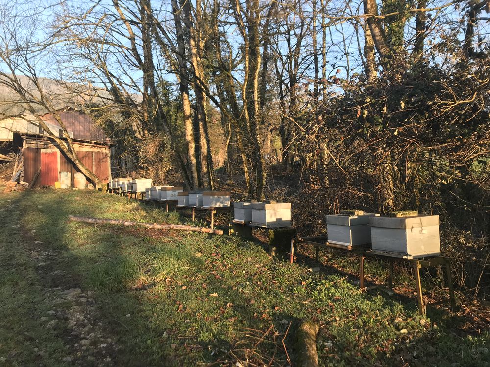 Ruches peupl&eacute;es avec hausses 300 01260 Lompnieu