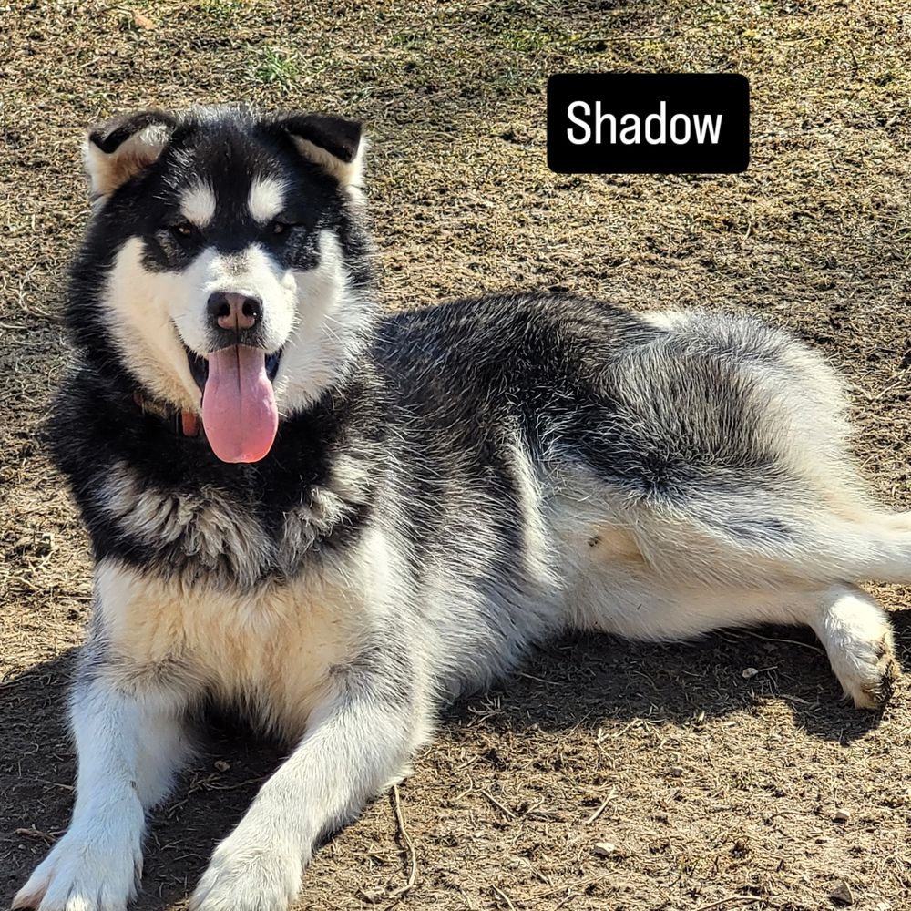 MALAMUTE D'ALASKA 0 31220 Mauran