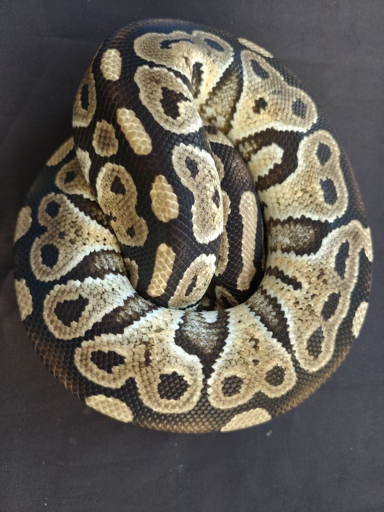 Python royal m&acirc;le mocha 90 59320 Englos