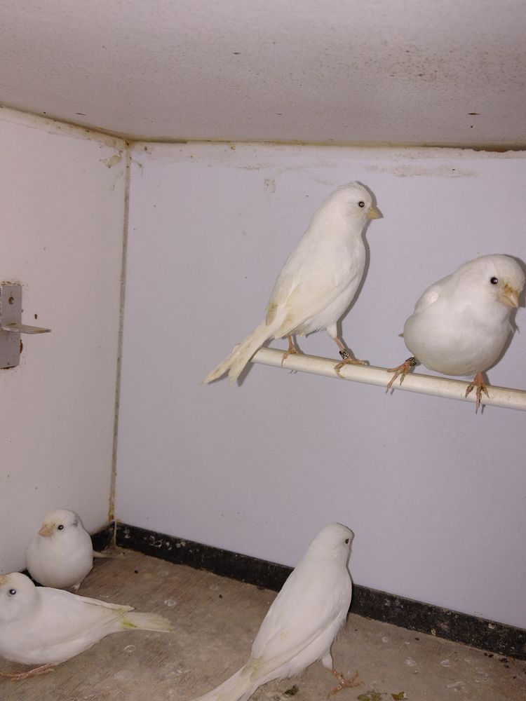 canari m&acirc;le blac 40 28160 Brou