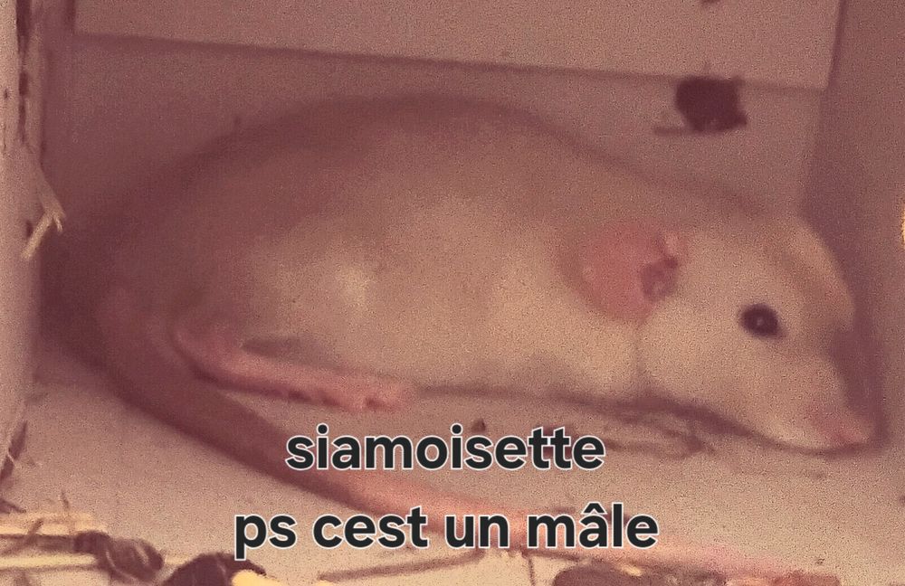 Rat 0 33500 Libourne