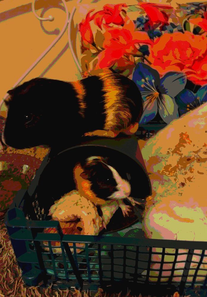 Cochon d'Inde 0 33500 Libourne