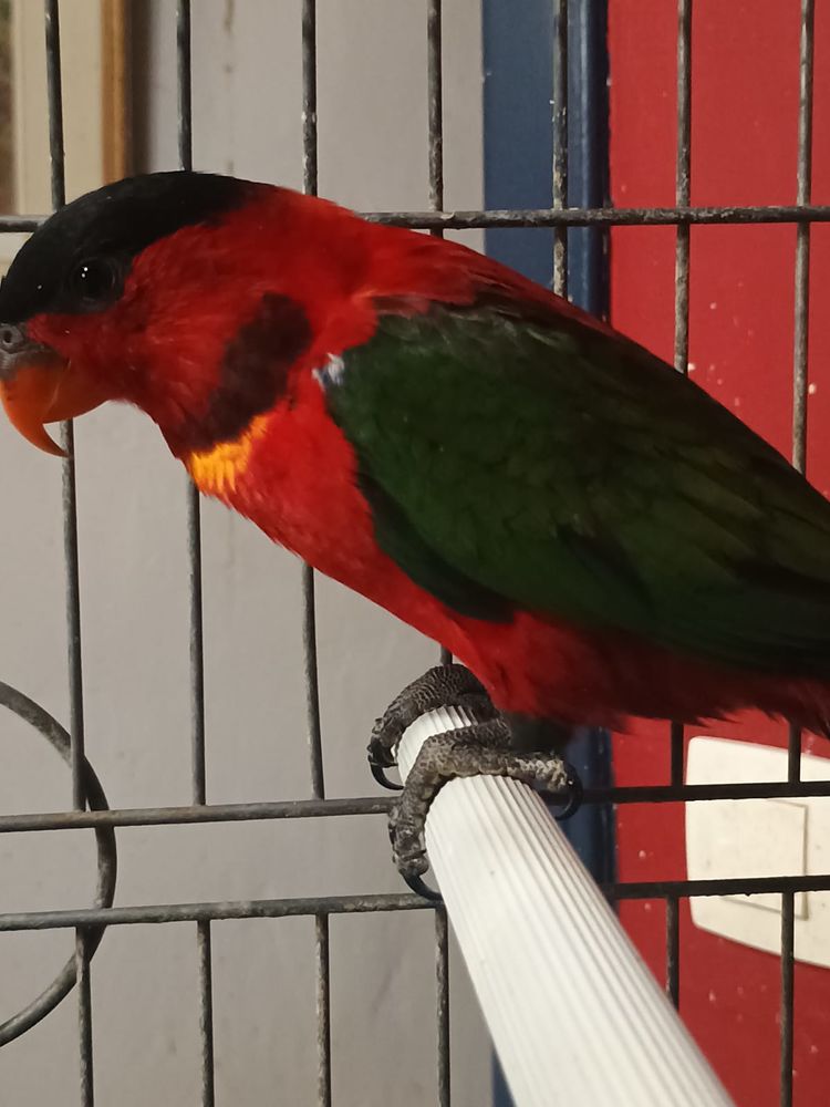 lori collier jaune 450 29720 Tr�ogat