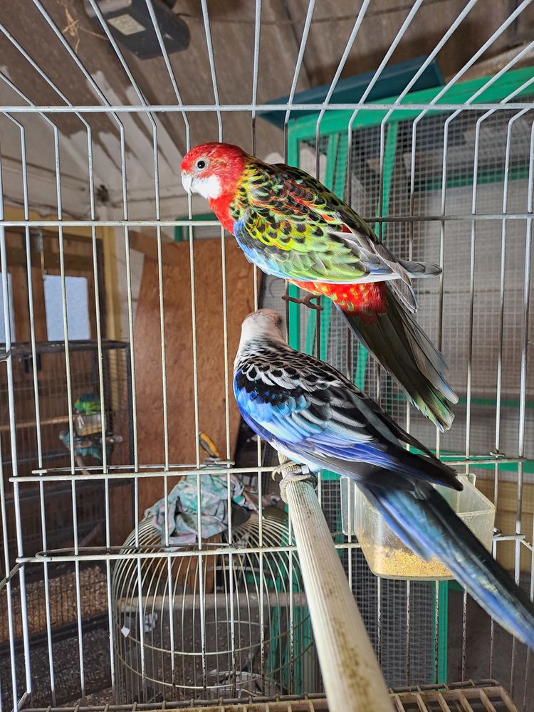 omnicolore mutation  o&ugrave; porteur .et perruche Barnard 0 29720 Tr�ogat