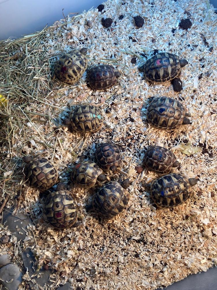 Tortues de terre boettgeri et greacqua 100 95840 Villiers-adam