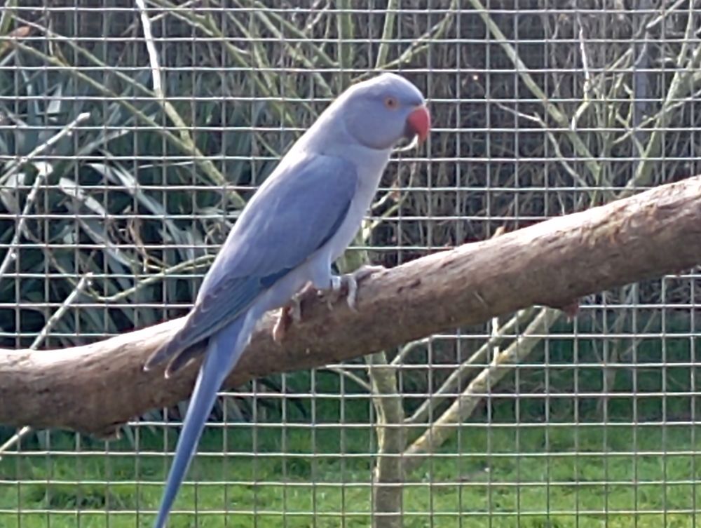 Perruches &agrave; collier 1 53170 Meslay-du-maine