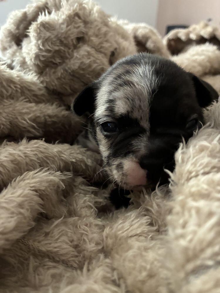 3 chiots donc 2 m&acirc;les et une femelle 1500 30130 Pont-saint-esprit