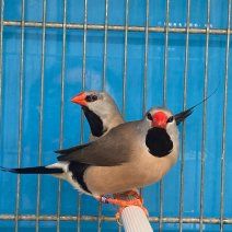 Diamant bavette longue queue 30 66390 Baixas