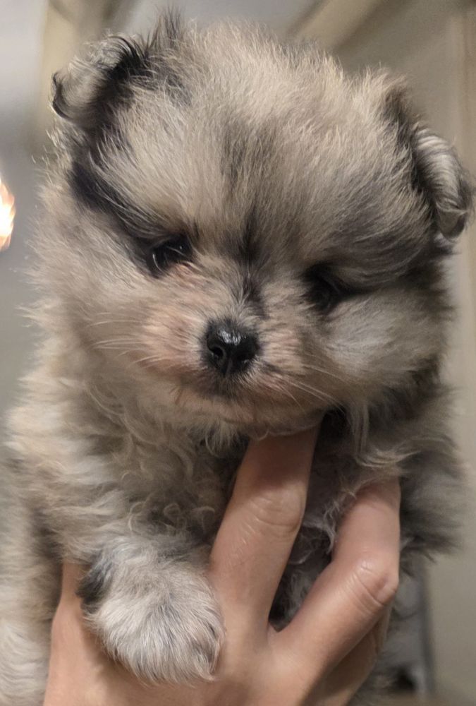 Chiot spitz nain femelle couleur gris loup 2000 57670 Vittersbourg