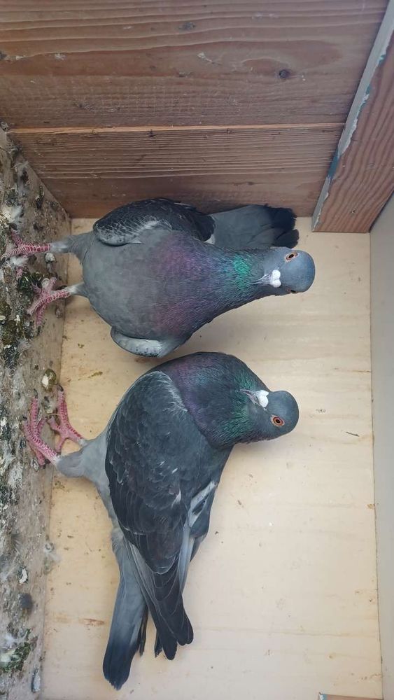 pigeons couple 40 93120 La courneuve