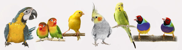 Adopte vos poissons et oiseaux 0 01350 Culoz