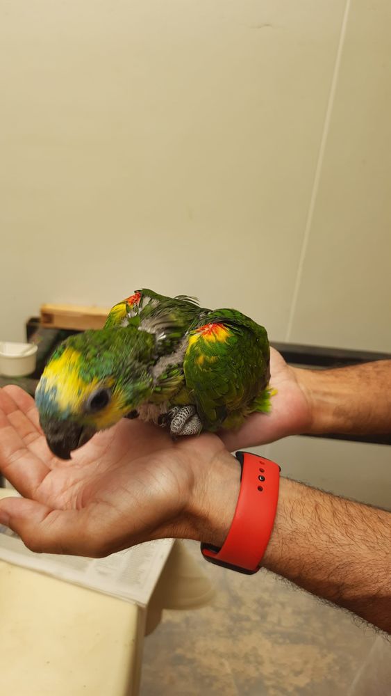 amazone a front bleu 950 83260 La crau