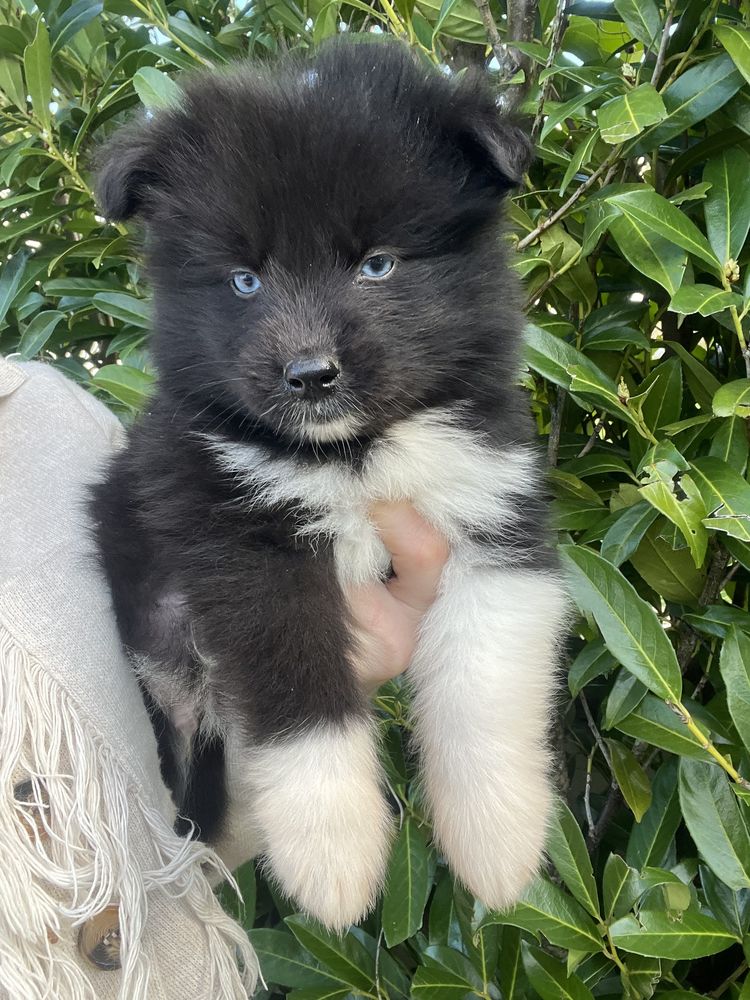 Pomsky chiot 1400 76440 Roncherolles-en-bray