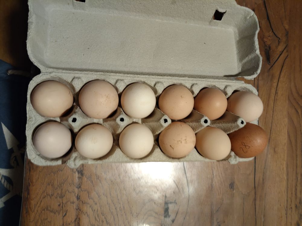 Oeufs 3 76490 Maul�vrier-sainte-gertrude