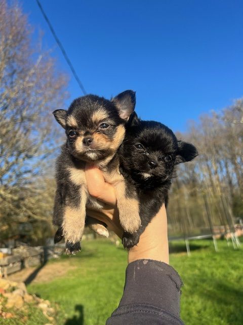 Femelles Chihuahua &agrave; poil long 800 24300 Teyjat