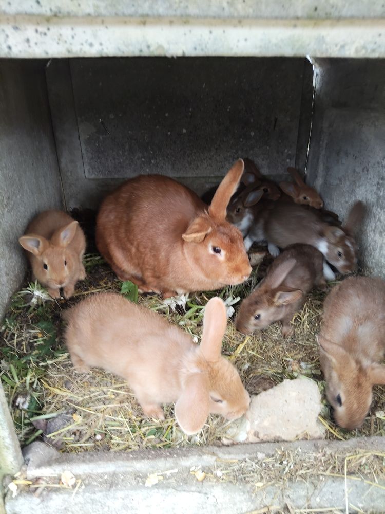 Lapine Bourgogne et ses 9 petits 9 76490 Maul�vrier-sainte-gertrude