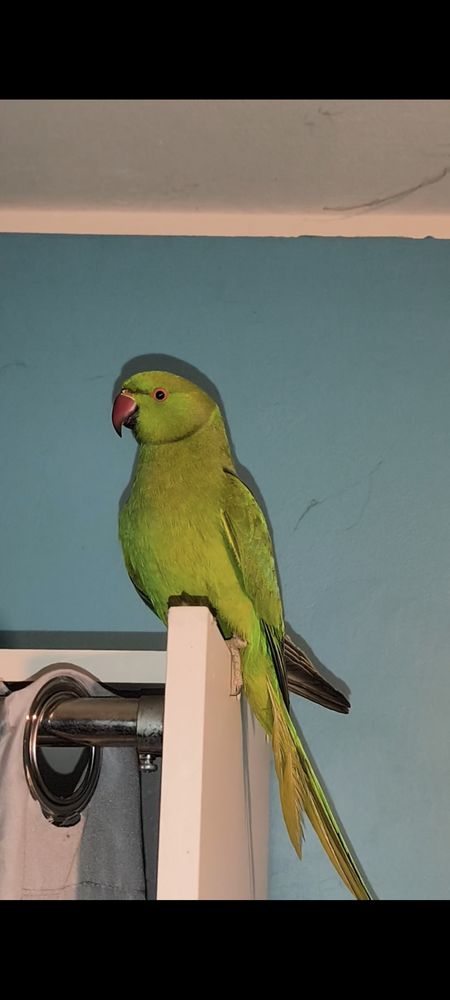 Perruche collier 80 28350 Saint-lubin-des-joncherets