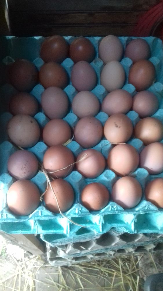 ?ufs frais 5 34300 Agde