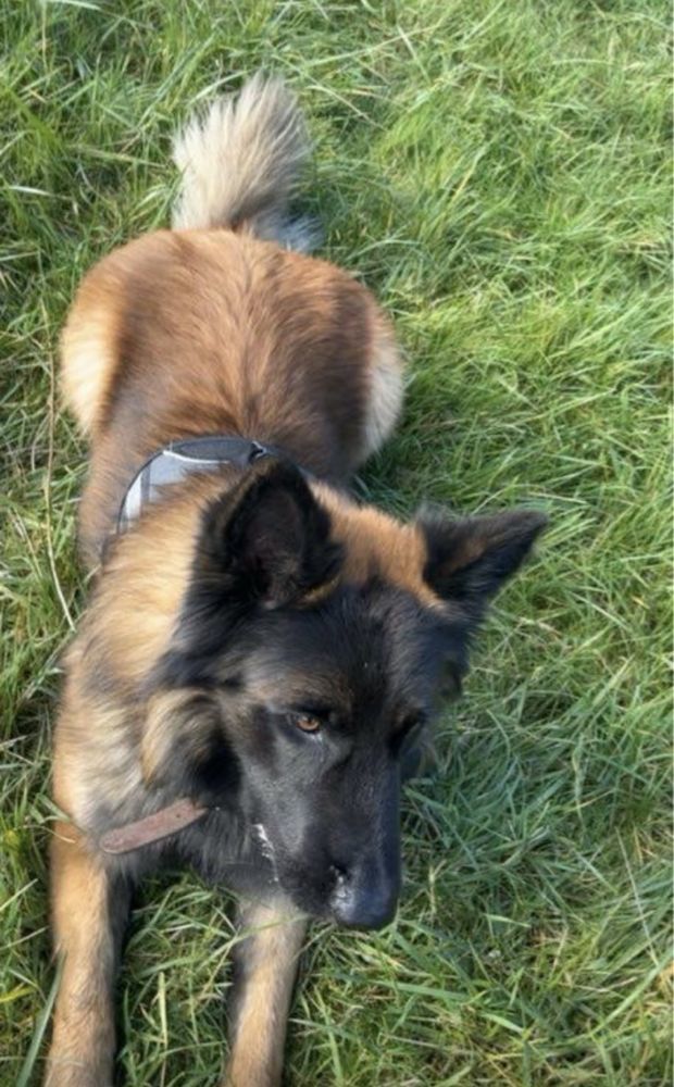 Je m'appelle Pepite je vais avoir 6 ans 0 51700 Dormans