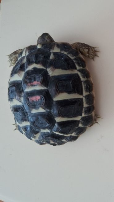  Tortue de terre 
80 17700 Surg�res