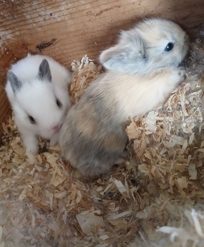 Lapin nain 70 24410 Festalemps