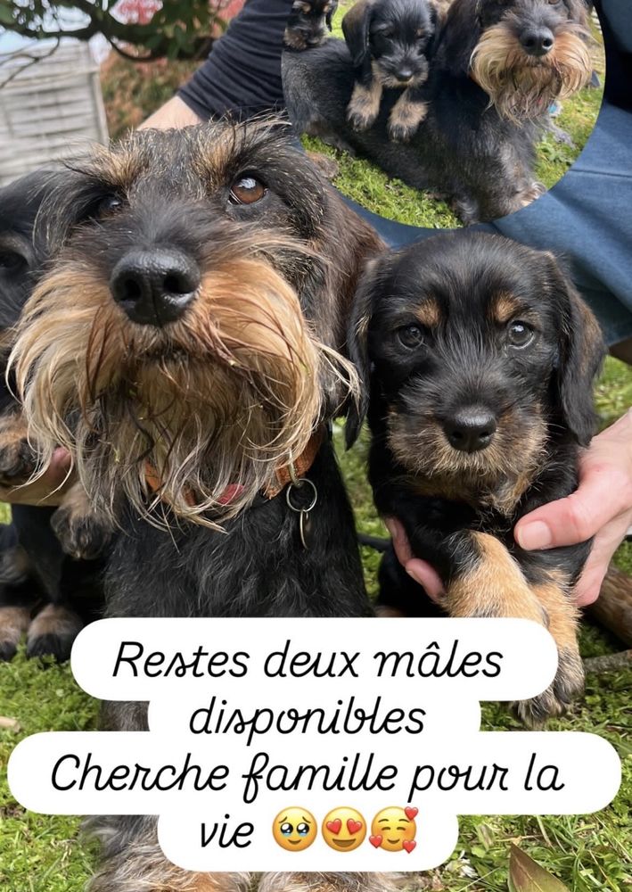 Chiots Teckel standard poil dur LOF Dispo 6 avril 1400 40230 B�nesse-maremne