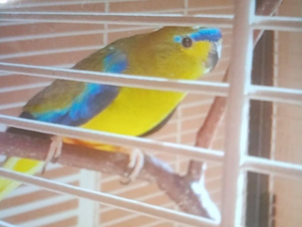 Recherche perruche splendide, &eacute;l&eacute;gante t&ecirc;te de prune. 0 49260 Courchamps