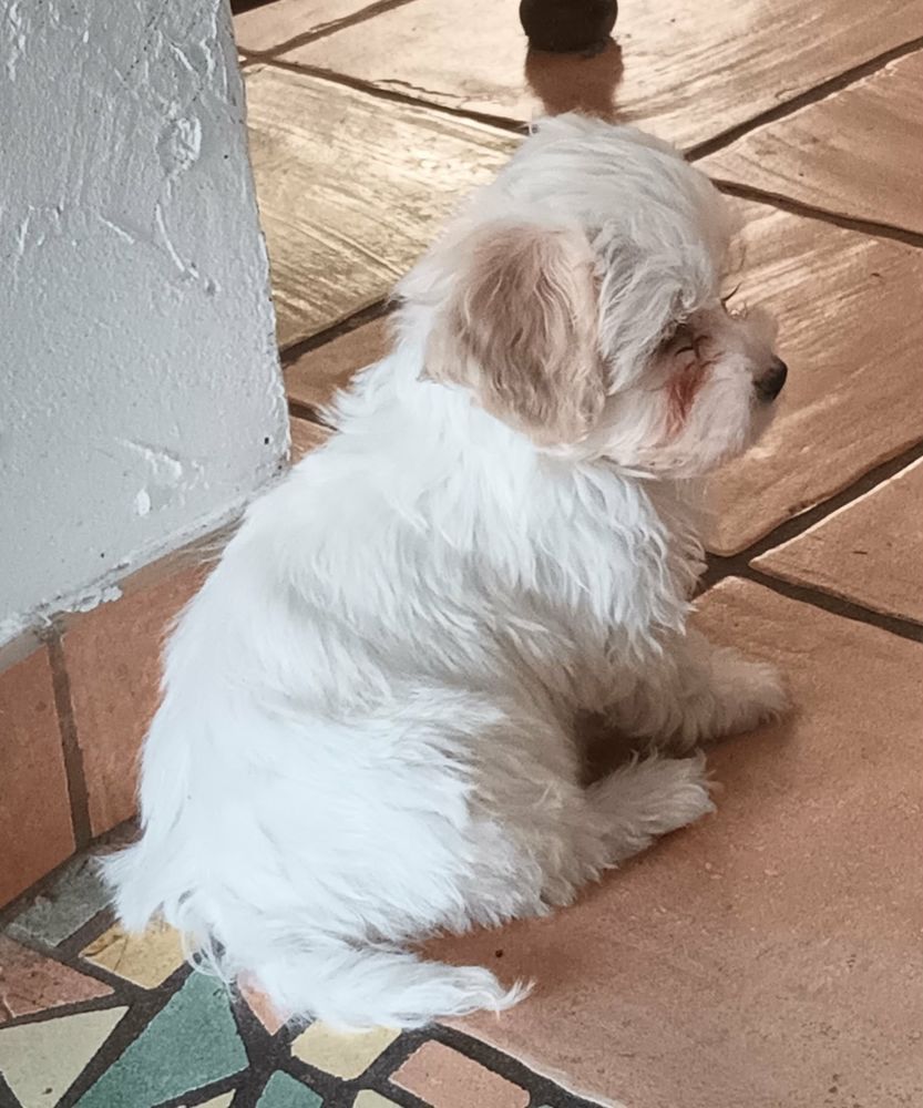 Chiot+bichons+havanais 650 80170 Vr�ly