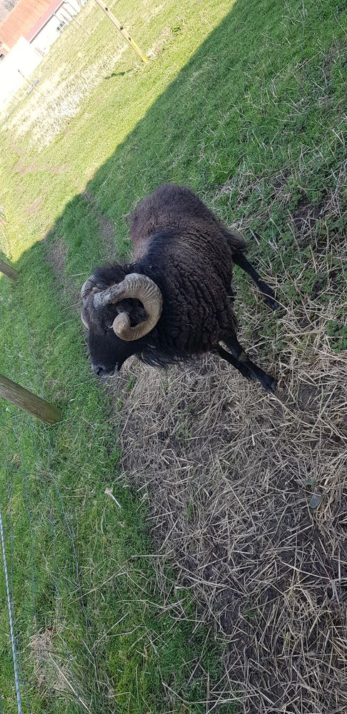 Male mouton Ouessant entier 20 59270 Bailleul