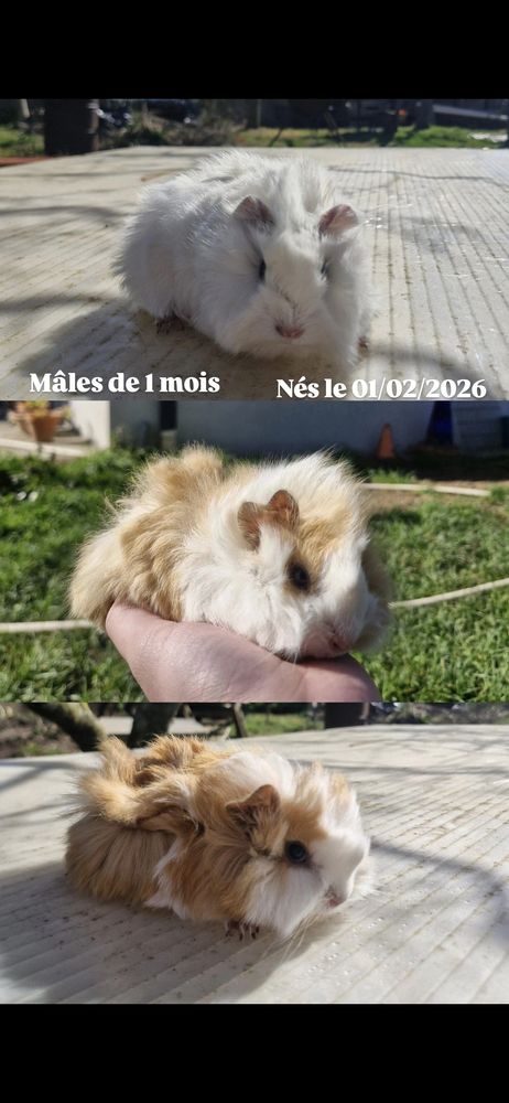 Cochons D'Inde m&acirc;les 15 31600 Eaunes