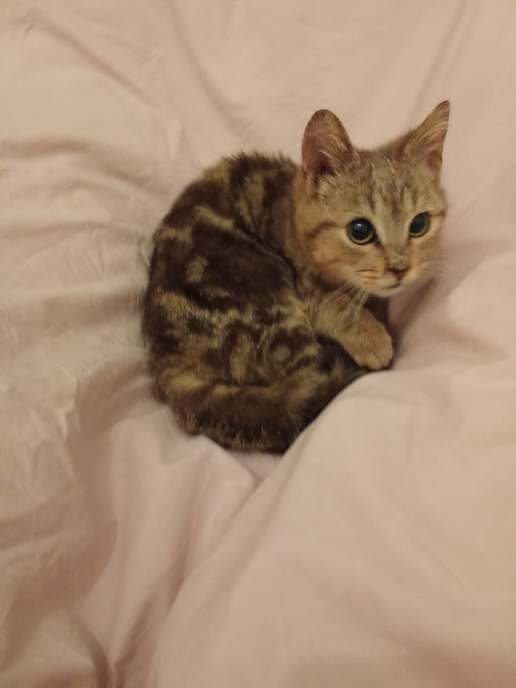 Adorables chatons 0 83000 Toulon