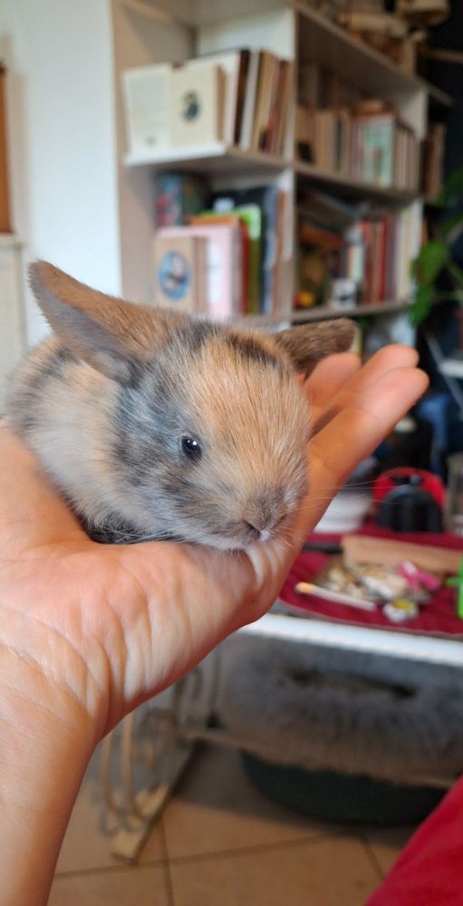 B&eacute;b&eacute;s lapins b&eacute;liers nains 0 49220 Brain-sur-longuen�e