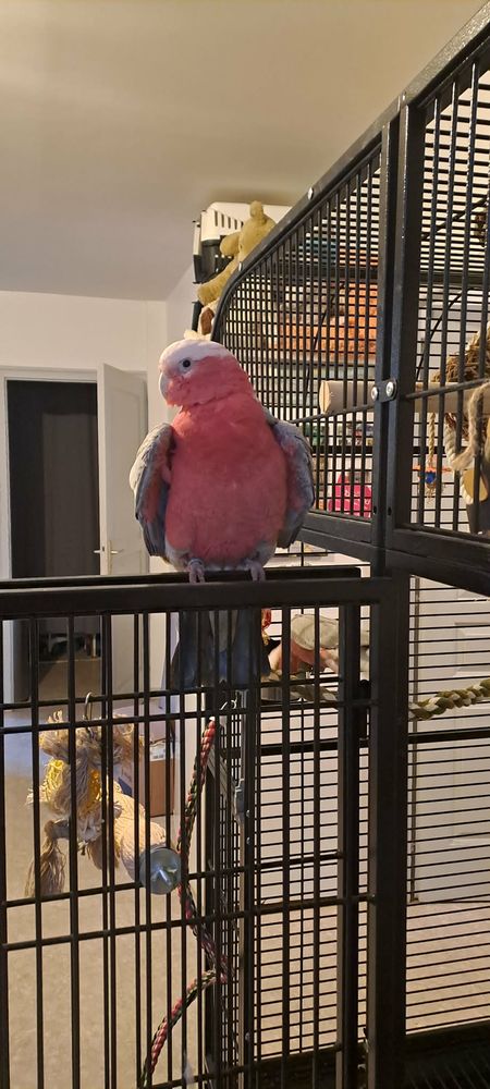 Cacato&egrave;s Rosalbin 1300 40000 Mont-de-marsan