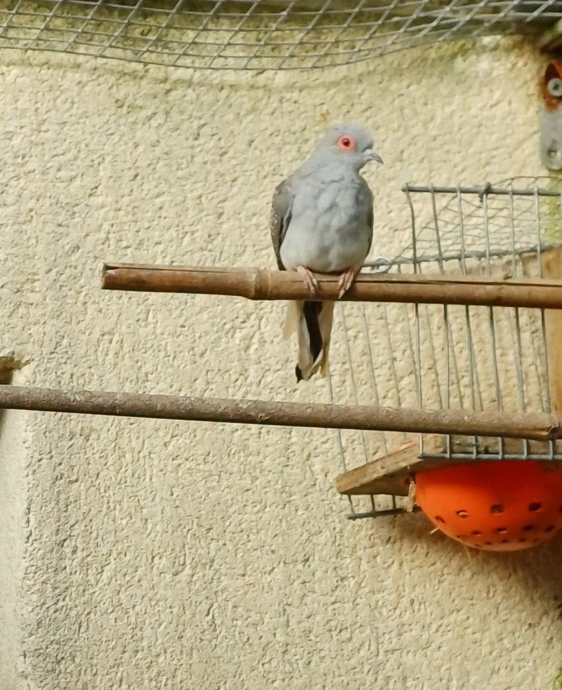 COLOMBE DIAMANT 20 85000 La roche-sur-yon