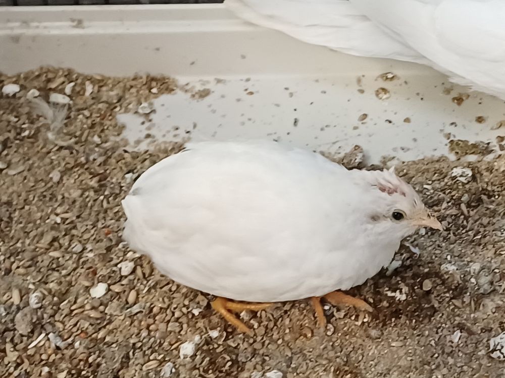 CAILLE DE CHINE BLANCHE 10 85000 La roche-sur-yon