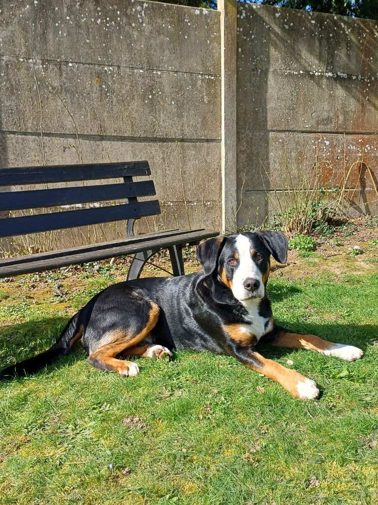 Chiot 1 an cherche une nouvelle famille aimante 0 77390 Ozouer-le-voulgis