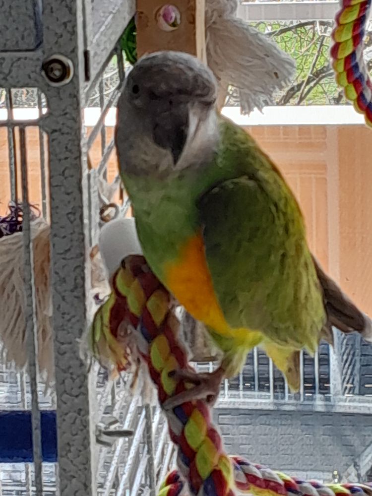 Youyou du S&eacute;n&eacute;gal femelle 500 74540 Viuz-la-chi�saz