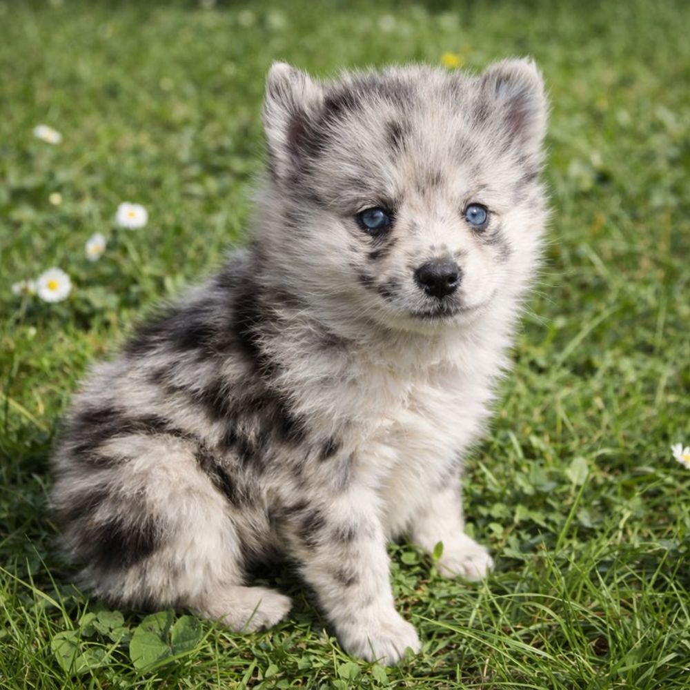 POMSKY F2A MICRO TOY ? 6 CHIOTS ? N&Eacute;S LE 30 JANVIER 1500 53220 Larchamp
