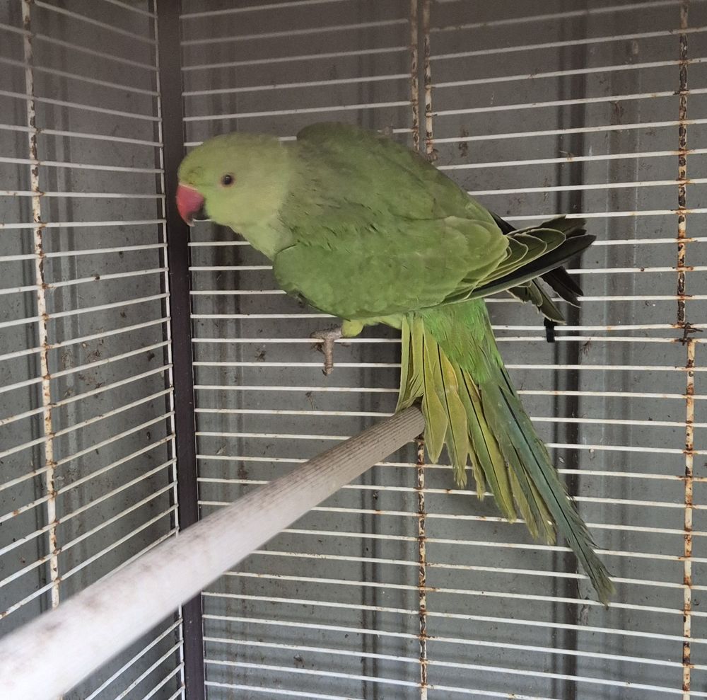 Perrcuhe a Collier 70 17510 Villiers-couture